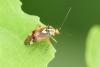 Lygus pratensis